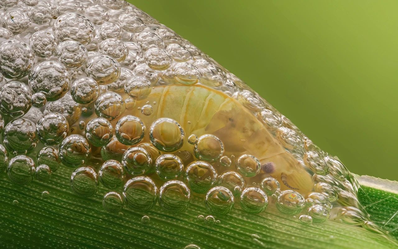 5%氟铃脲乳油：精准狙击害虫，守护作物“绿色防线”