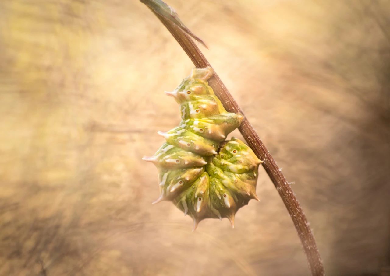 烟剂主要由哪些成分组成